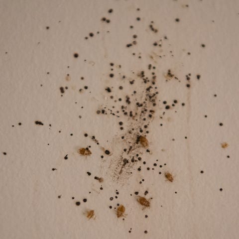 Dead bedbugs remain on the wall after being spraye