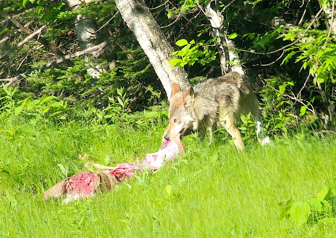 Wolf Webinar Titled A Shared Vision For Wolves In Wisconsin