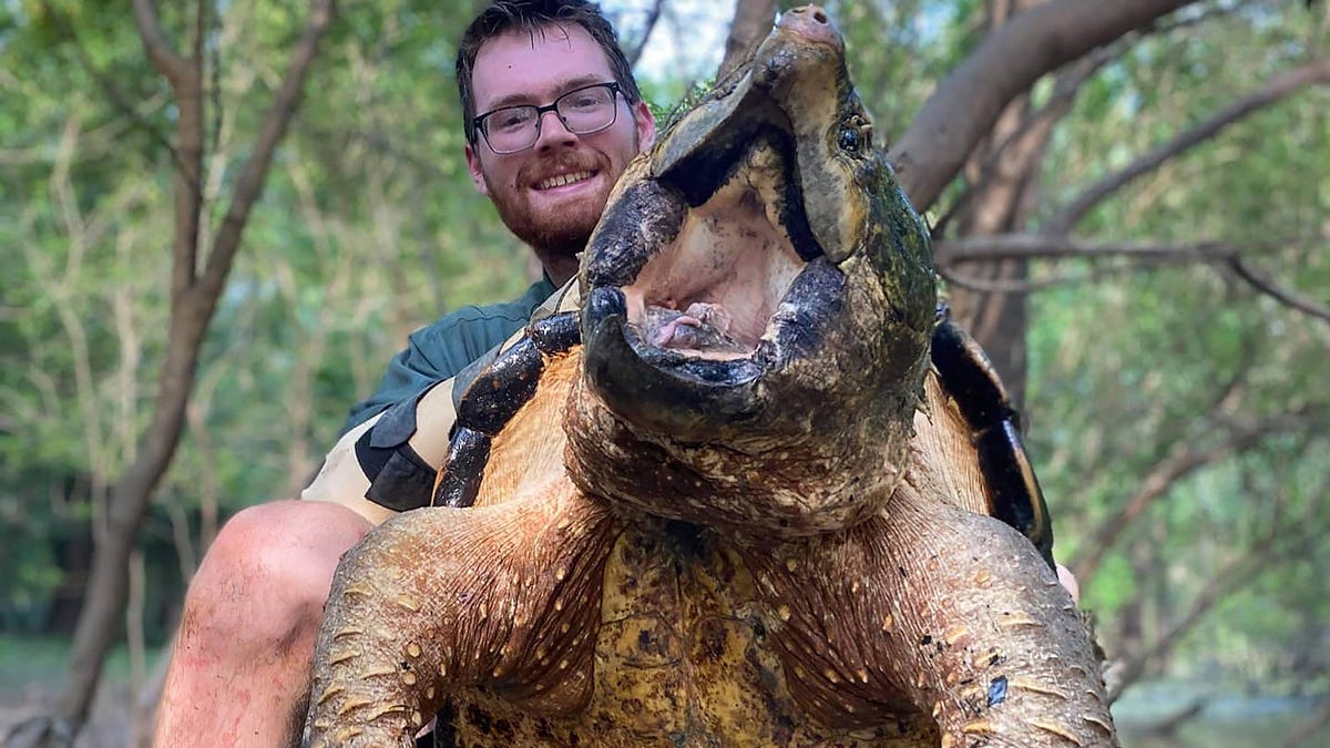 Rare, giant alligator snapping turtles caught in Mississippi
