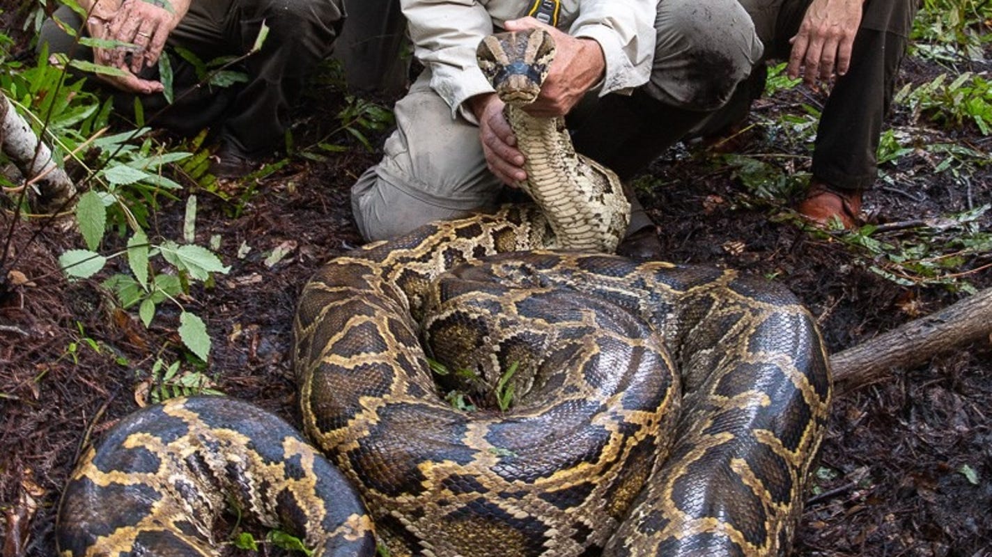 Elvis the Burmese python is helping reduce snakes in the Everglades