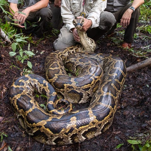 A Burmese python measuring 17 feet, 3 inches and w