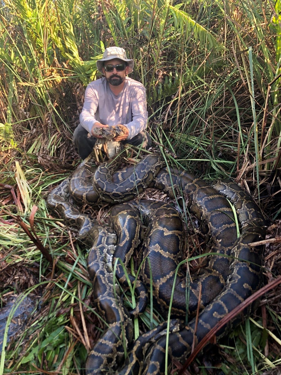 Conservancy of Southwest Florida Wildlife Biologist Ian Bartoszek with 235 pounds of pythons located while tracking a scout snake on Feb. 19, 2020.