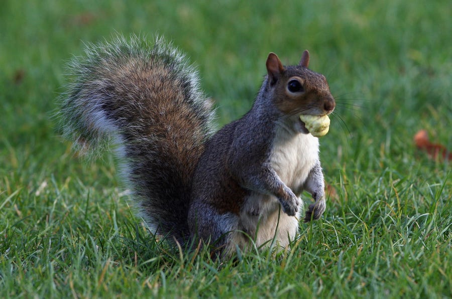 A squirrel carries an acorn in its mouth in London's Hyde Park on Sept. 25, 2008.