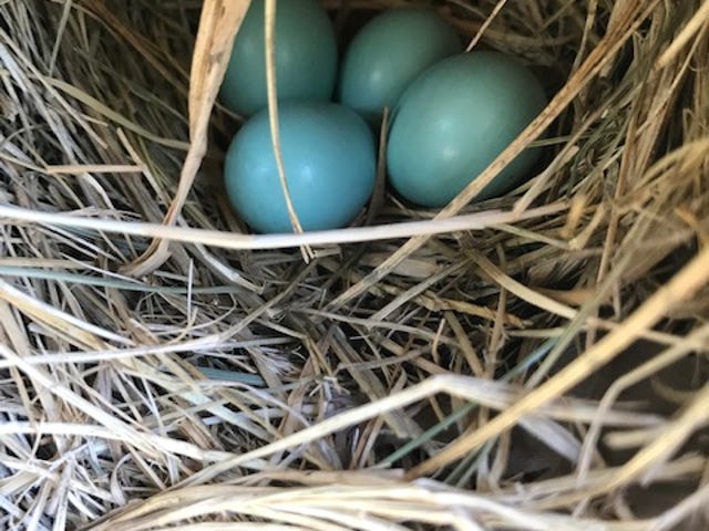 Mary Lee's bluebird nest.