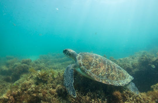 A juvenile green sea turtle grazes on the algae covering the wreck of the SS Breconshire, located roughly a quarter mile offshore of Vero Beach on Wednesday, July 15, 2020. Persistent west winds have kept the seas flat, allowing the water to clear and swimmers to see sea life along the coast. 
