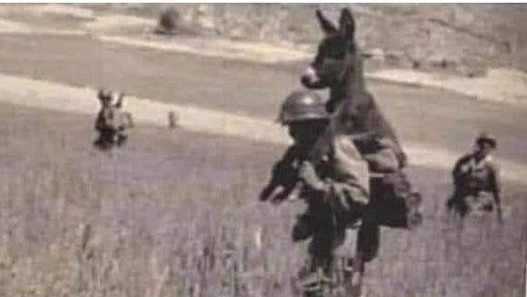 Fact check: Photo of soldier carrying donkey is from Algerian War