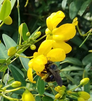 Plant flowers such as cassia to attract native bees to your yard.