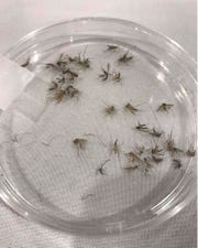 This 2019 photo provided by the Washtenaw County Health Department in Michigan shows a petri dish used to identify mosquito species likely to carry disease.