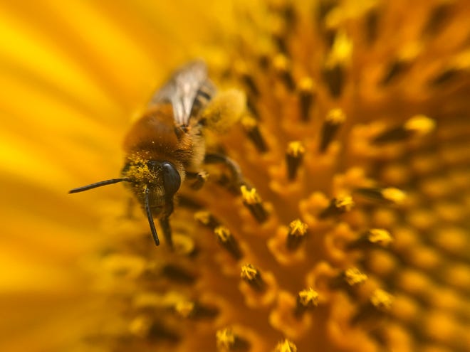 A bee pollinates a sunflower last week.