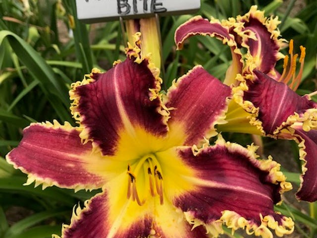 This large, striking daylily, blooming for nearly a month, Larry"s Twilight Bite was not in the free giveaways that left Mary Lee's yard last weekend.