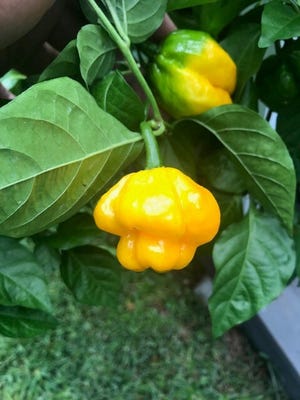 Scotch Bonnet peppers turn a bright shade of yellow and contain plenty of flavor and spice.