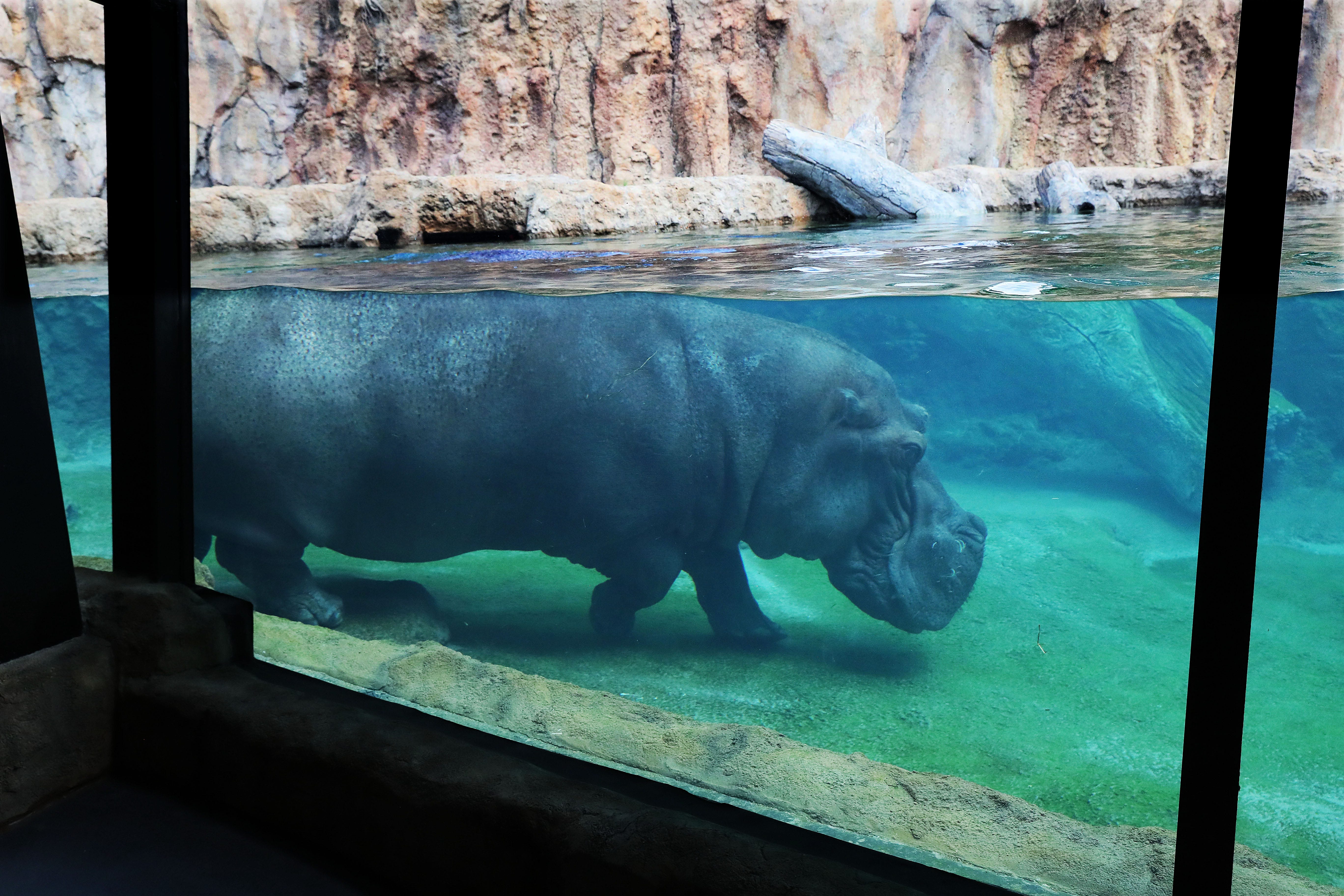 Zoo unveils new hippo habitat featuring large underwater viewing area