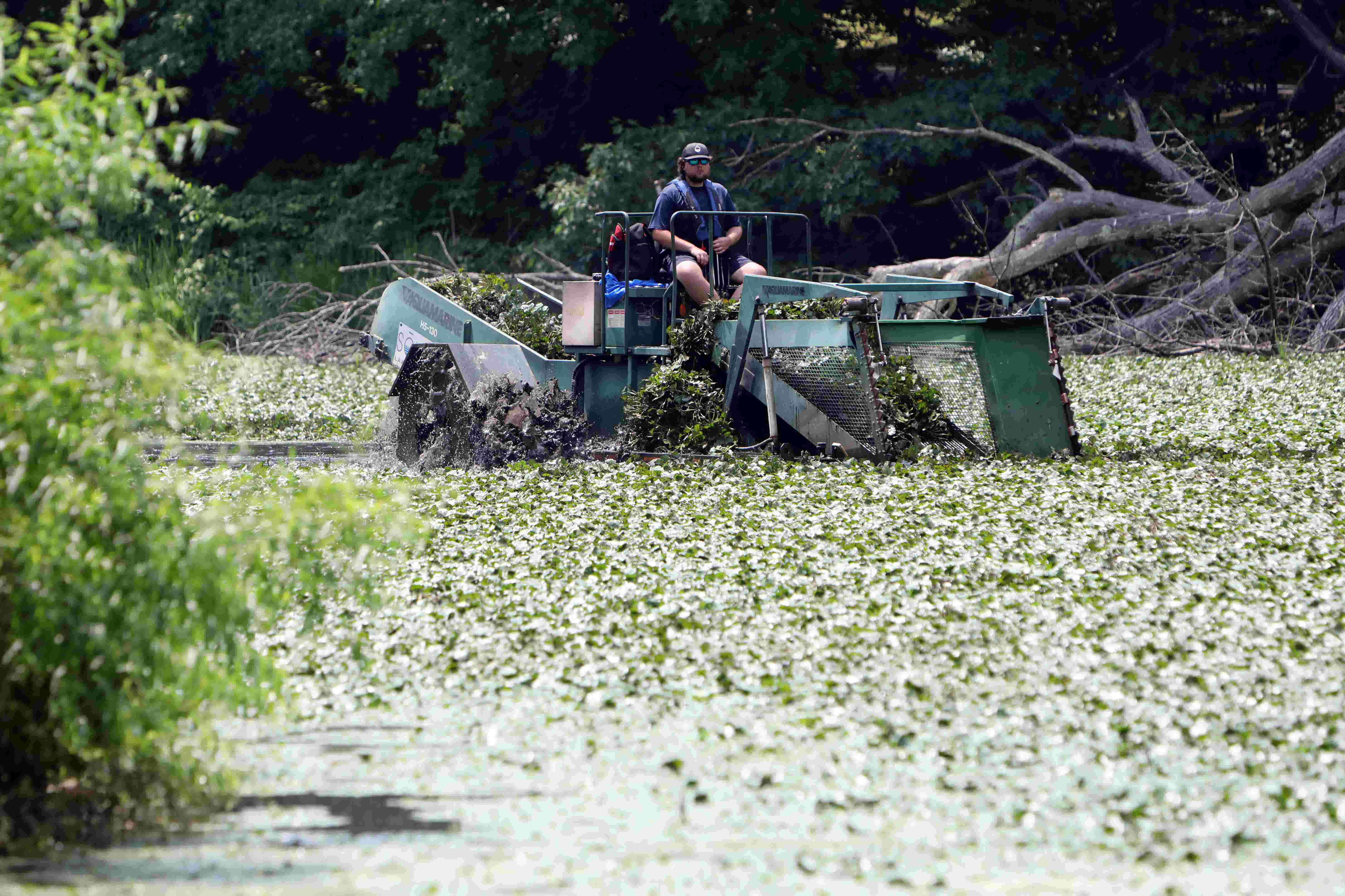 Invasive water chestnut removal from Tibbetts Brook Park Lake