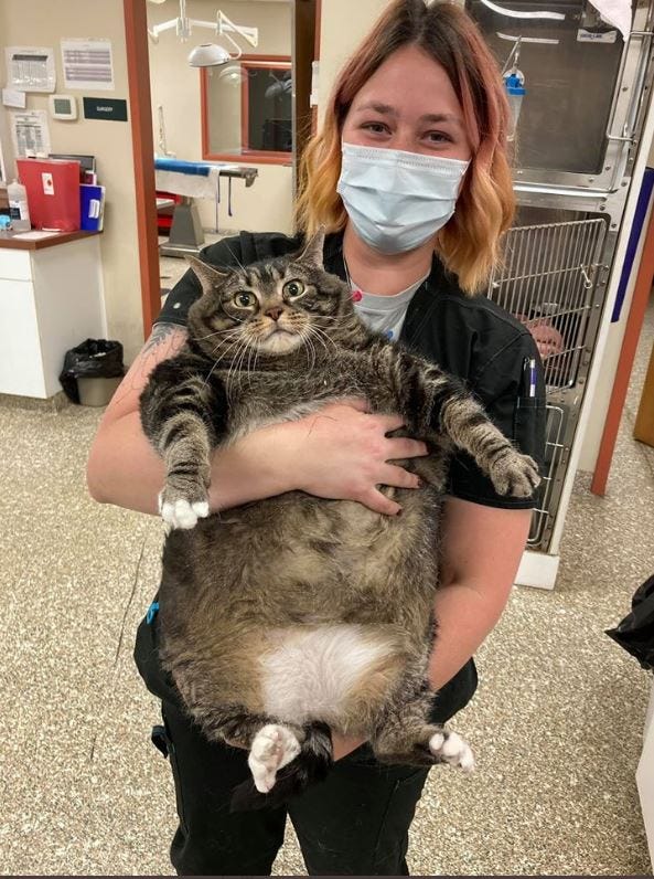 The 27-Pound Cat