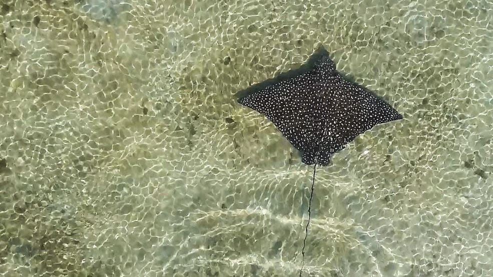 Boaters: Share Indian River Lagoon with spotted eagle rays, for their safety and yours - TCPalm