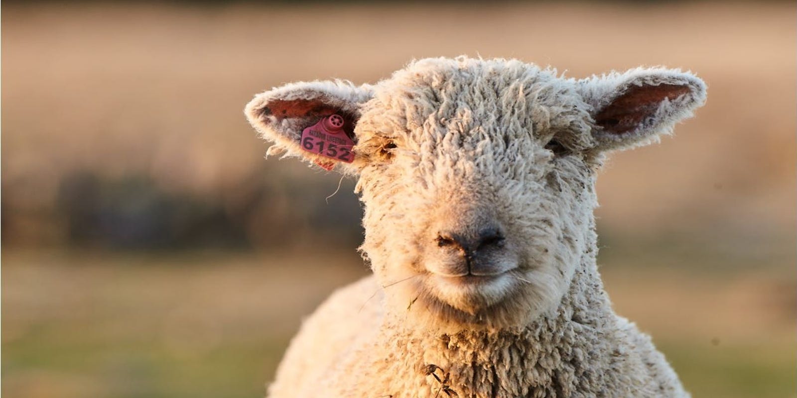 3 tips on feeding your sheep mineral for breeding success