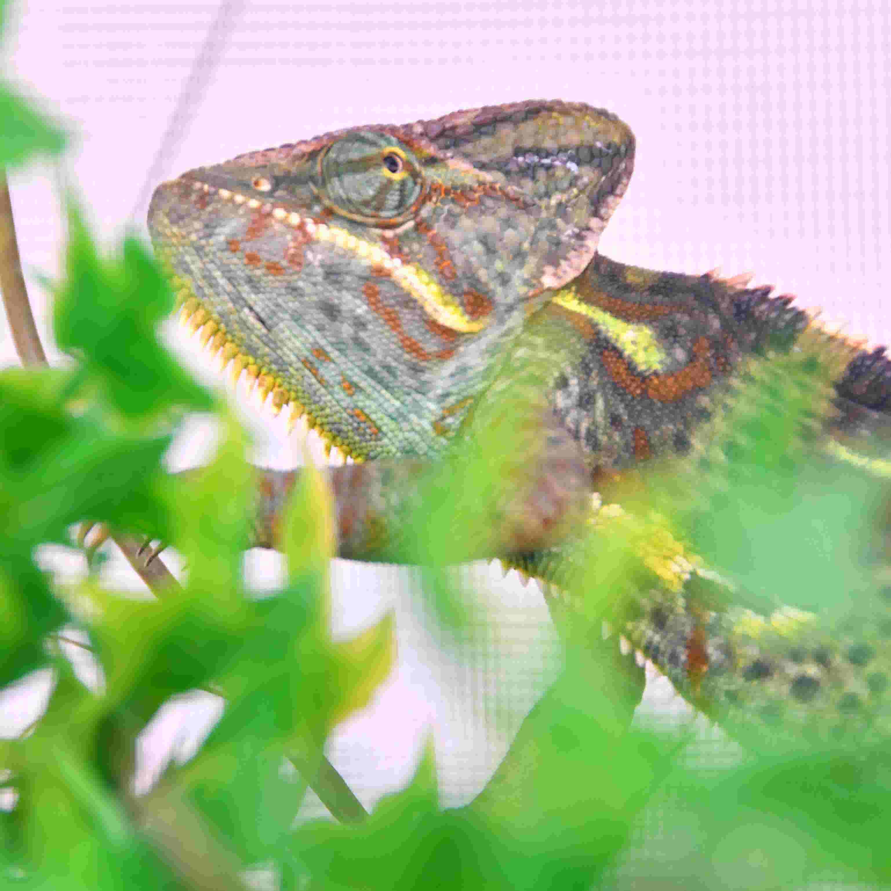 Biologist looks for invasive veiled chameleon in Palm Beach County