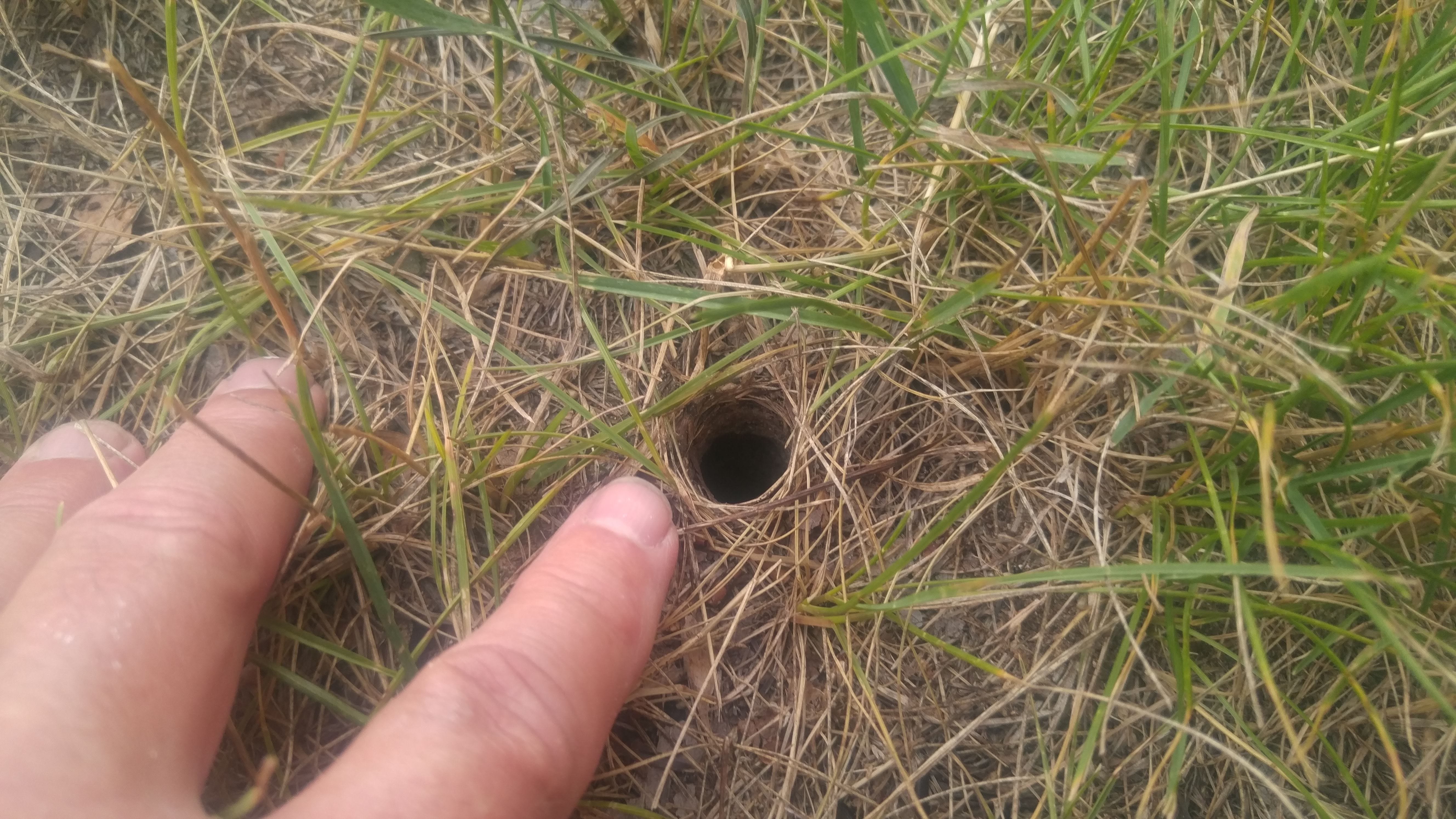 Wolf spider hole in the lawn Wolf spider hole in the lawn