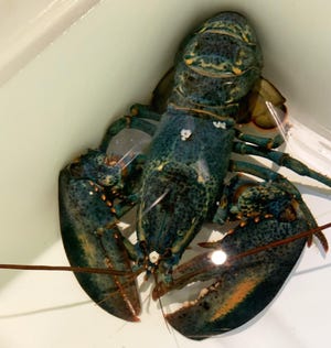 A rare blue American lobster has been donated to the Akron Zoo by the Red Lobster restaurant in Cuyahoga Falls, Ohio.