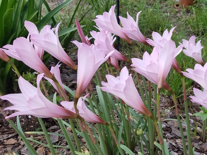 Rain lilies are great bulbs to plant in the shade.