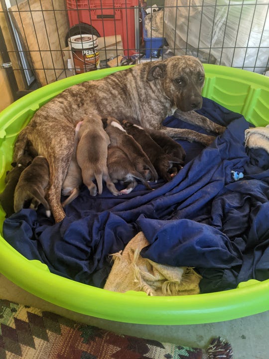 A stray mother dog and her babies rescued by Laveen Animal Lovers sit inside the group's holding facility for animals when they can't go to the shelter.