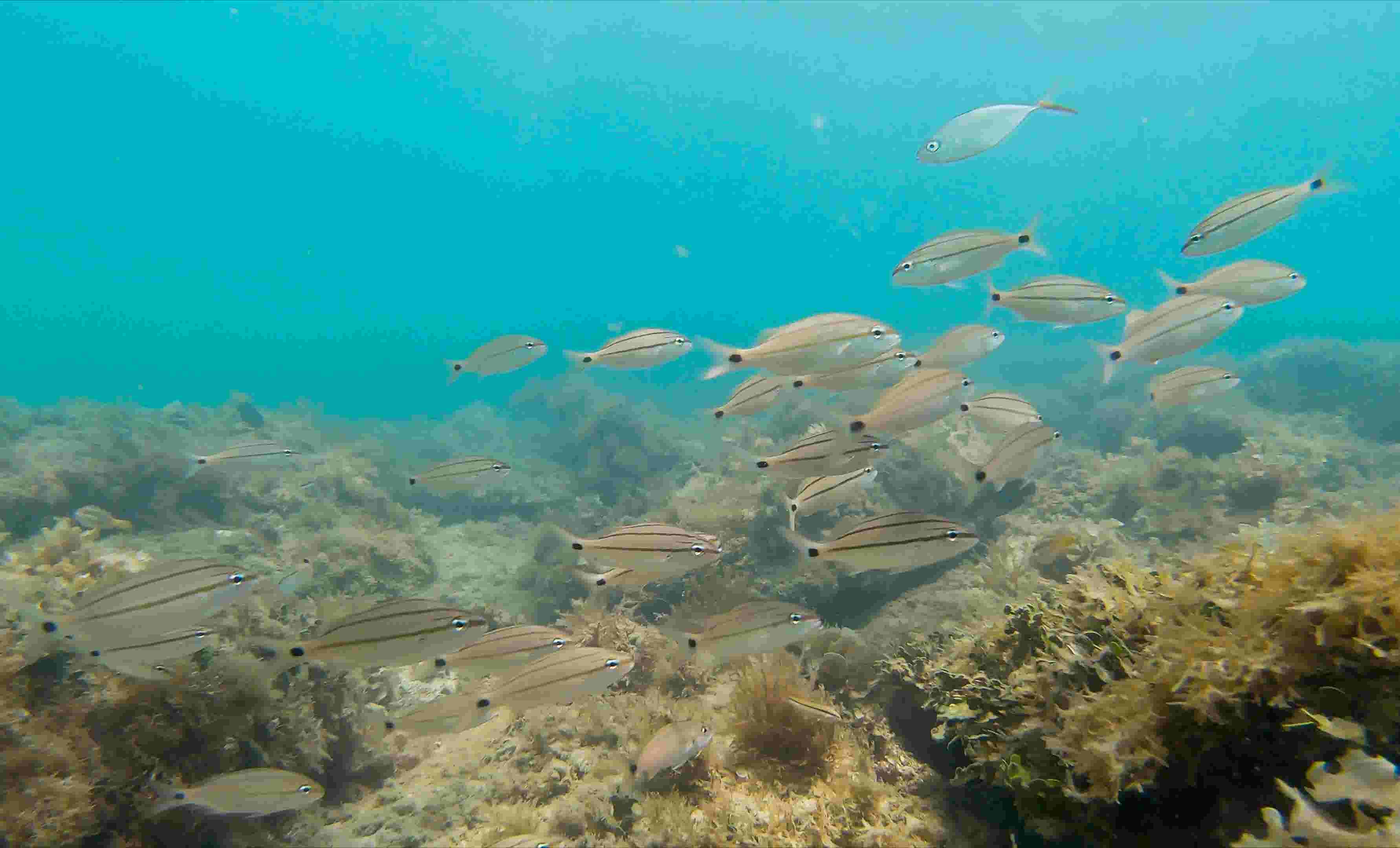 Reef off Pepper Park Beach in St. Lucie County popular place to snorkel