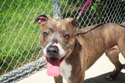Ace is a neutered 2-year-old American Staffordshire Terrier mix