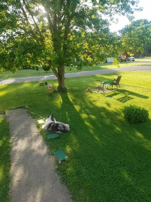 Annie Mae lays under the soft maple that Larry planted from a seedling he found in the woods behind his house, but we will let him tell the story ad-nauseam in the column.