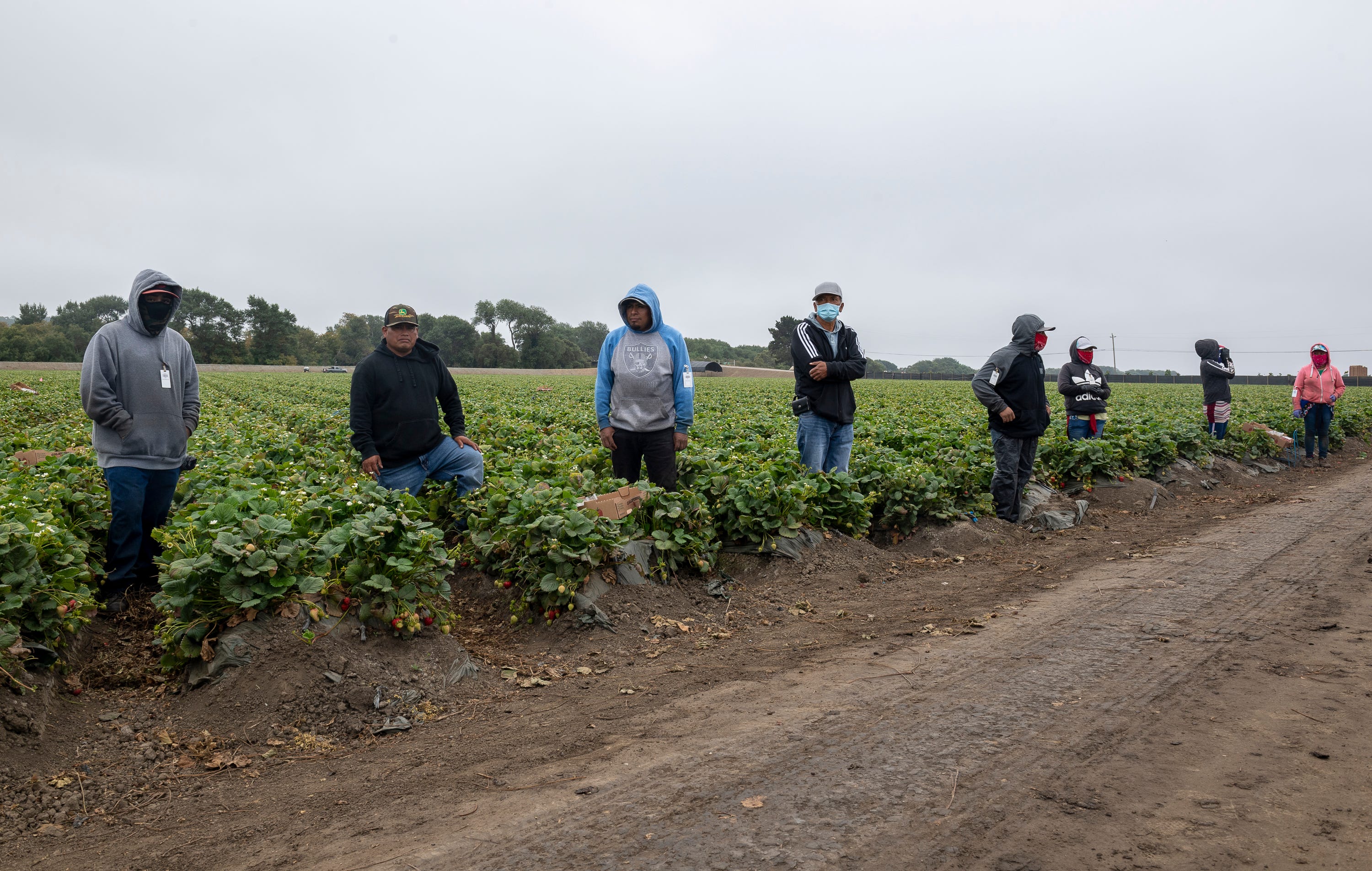 Eight strawberry farmworkers stand apart from one another before their lunch in Watsonville, Calif., on Wednesday, July 29, 2020. 