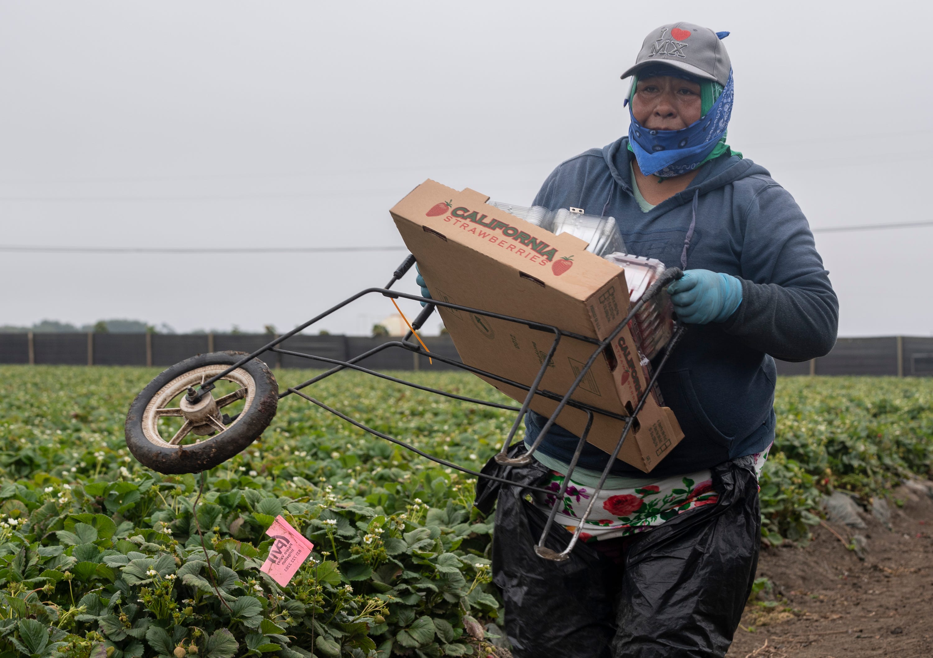 A woman carries her one-wheel cart that she uses to pick strawberries in Watsonville, Calif., on Wednesday, July 29, 2020.