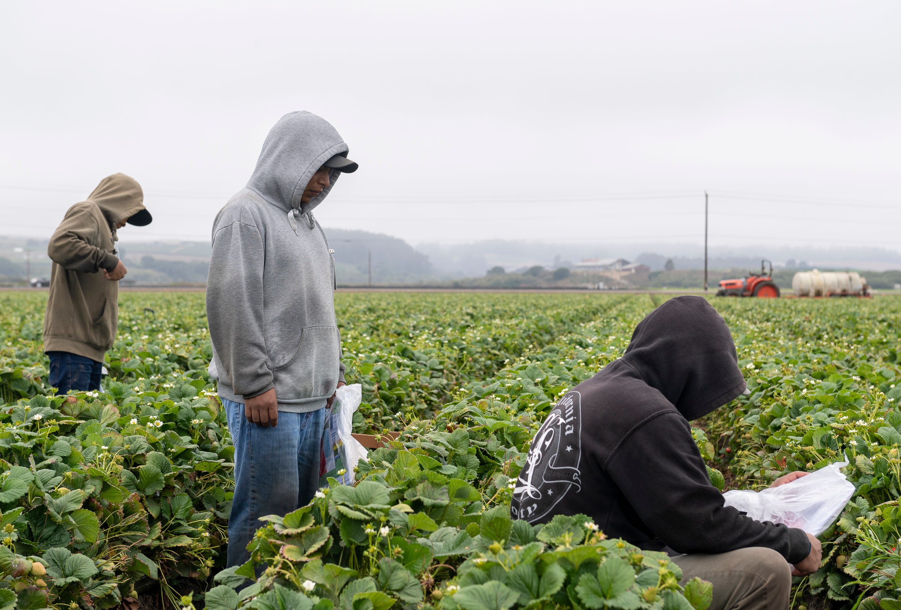 Three strawberry farmworkers stand a few feet apart from one another during one of their shifts in Watsonville, Calif., on Wednesday, July 29, 2020. 