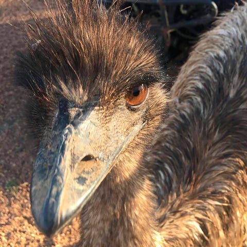 An Australian Outback pub has banned two emus, Car