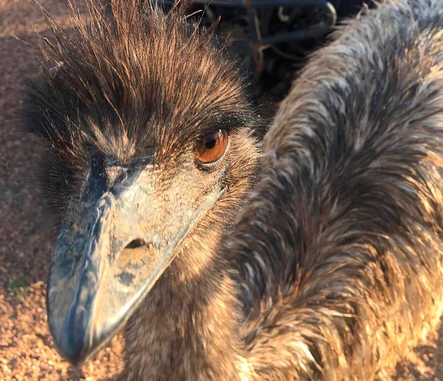 An Australian Outback pub has banned two emus, Carol (pictured) and another, for "bad behavior" after they learned to climb the stairs and created havoc inside. The two large, flightless birds were already adept at stealing food from people in a lightly populated Queensland state outpost.