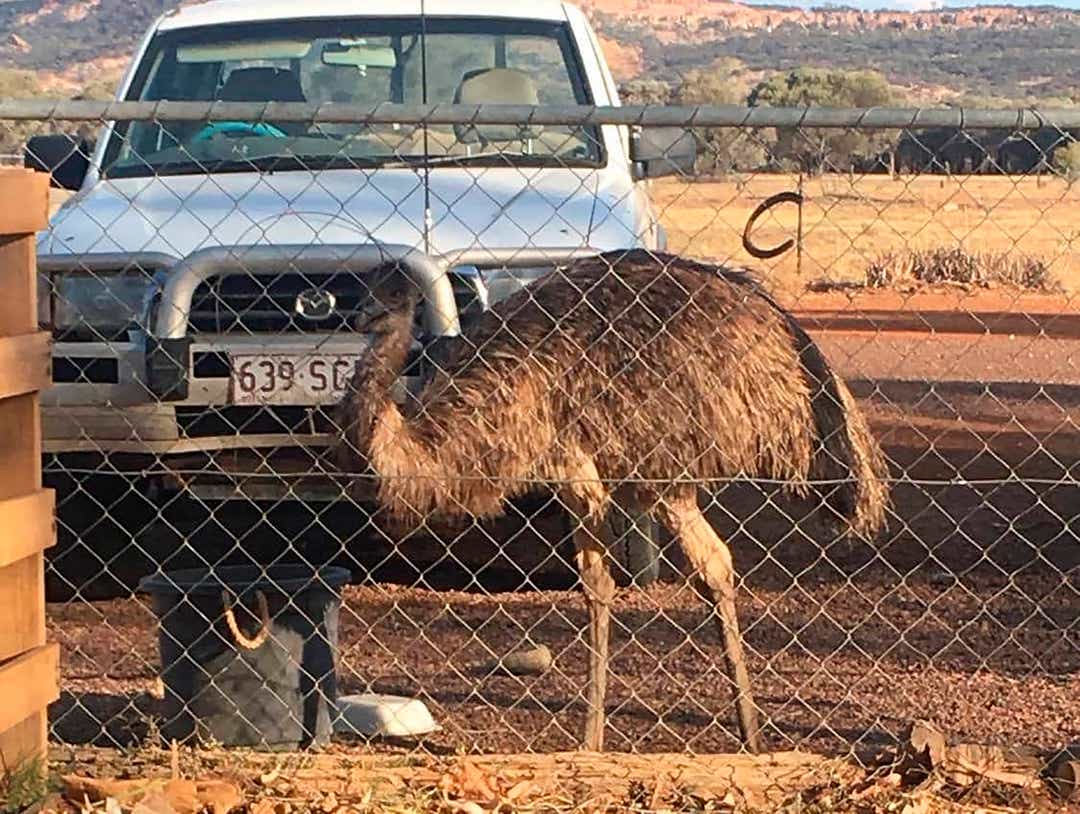 'They bump into everything': Australian Outback pub bans messy emus for 'bad behavior' - USA TODAY