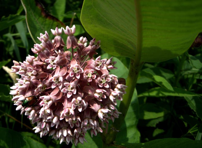 The milkweeds with which we are familiar all belong to the genus Asclepias. There are hundreds of species.