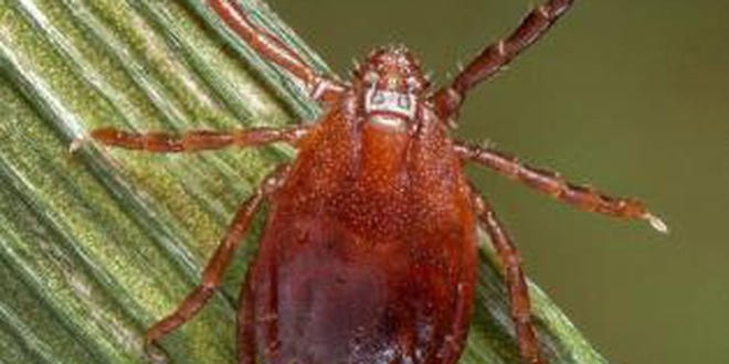 The ODA says Asian longhorned ticks are hard to find but carry pathogens that cause disease in humans and livestock. (Source: ODA)