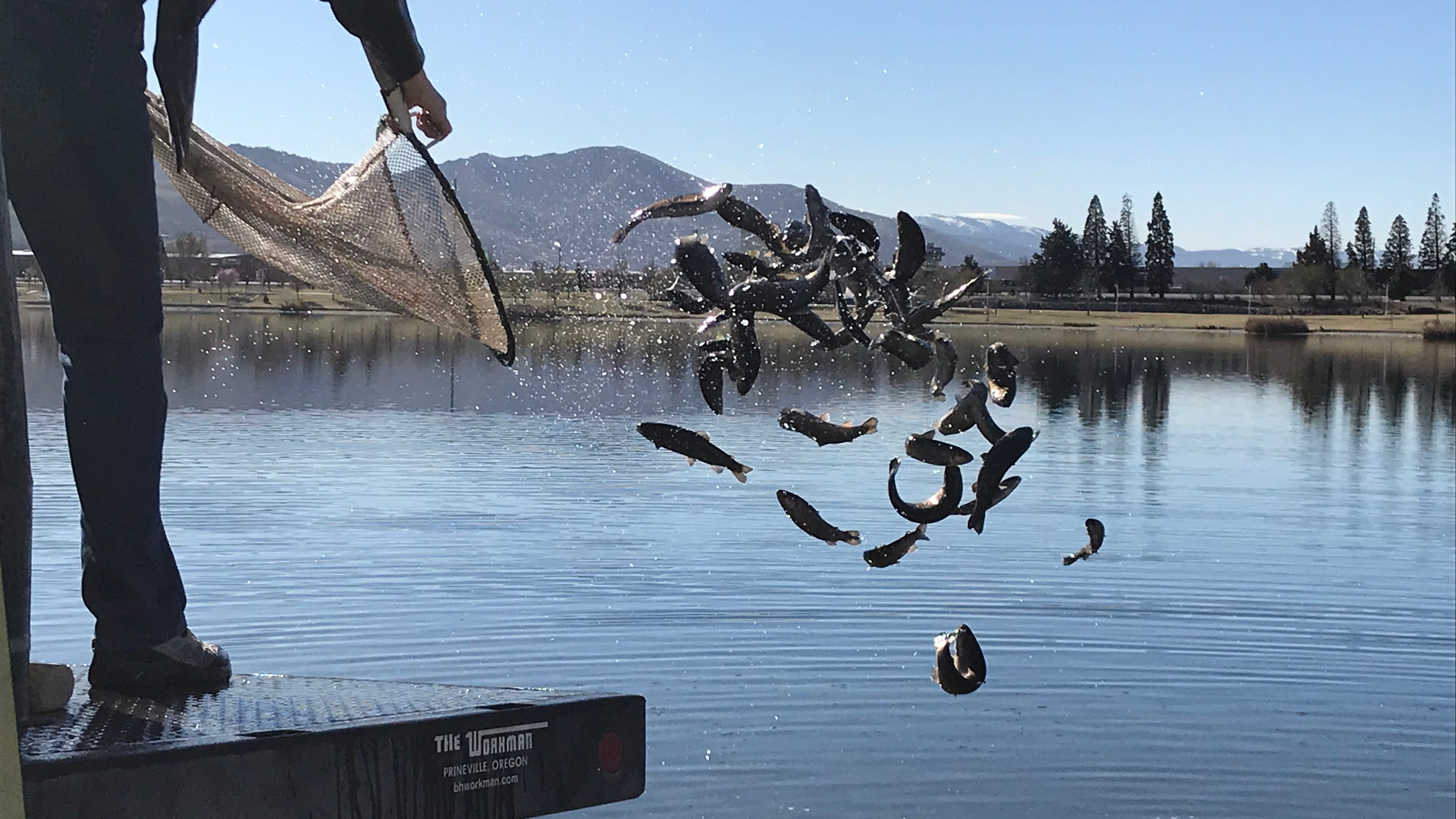 Sparks Marina Stocked With 3 000 Rainbow Trout On Wednesday Sparks Marina Stocked With 3 000 Rainbow Trout On Wednesday