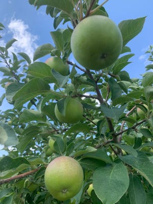 Apples on the vine at Hoversten Orchards on Tuesday, August 4, 2020.