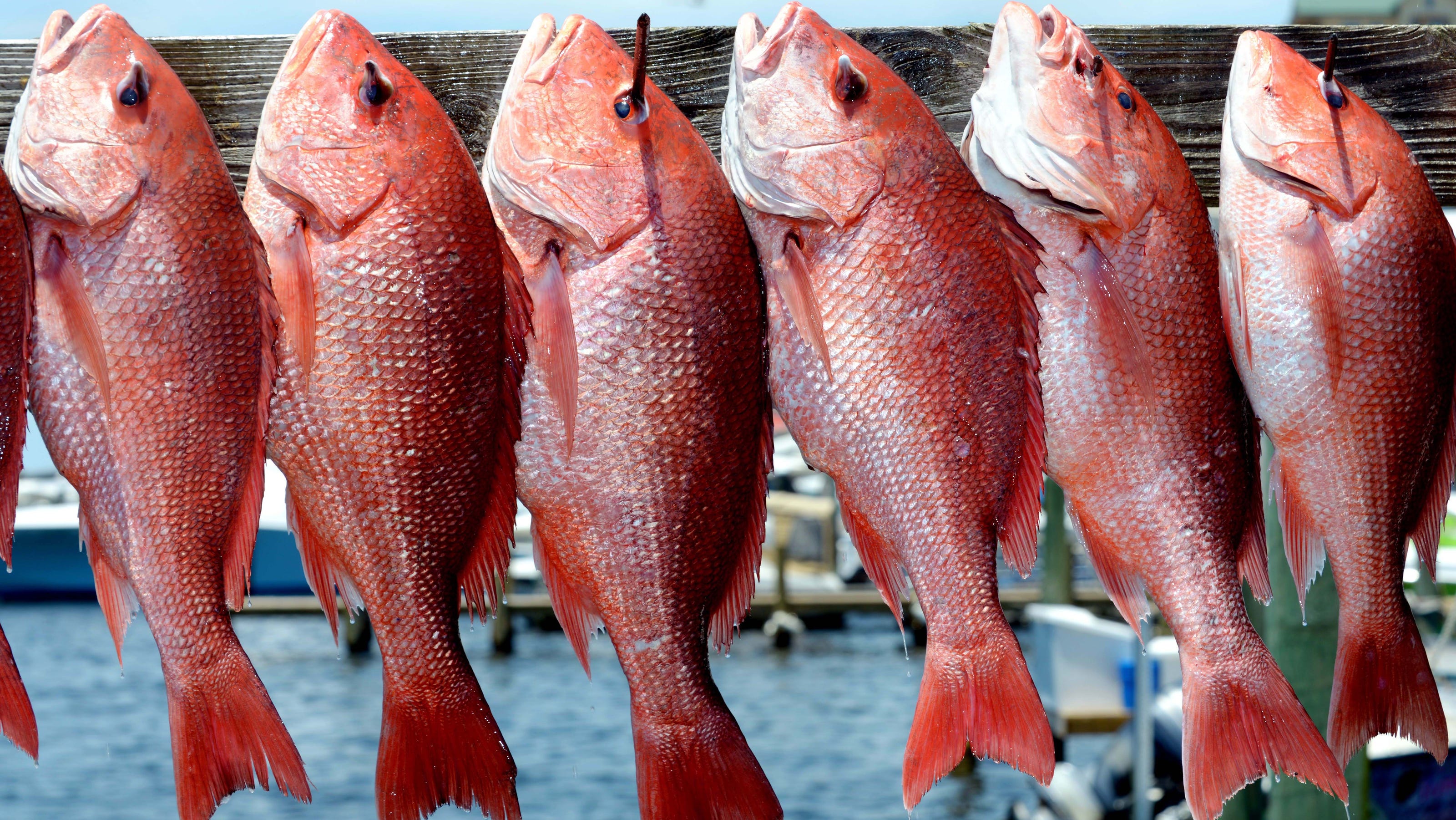 Area anglers are having success catching red snapper