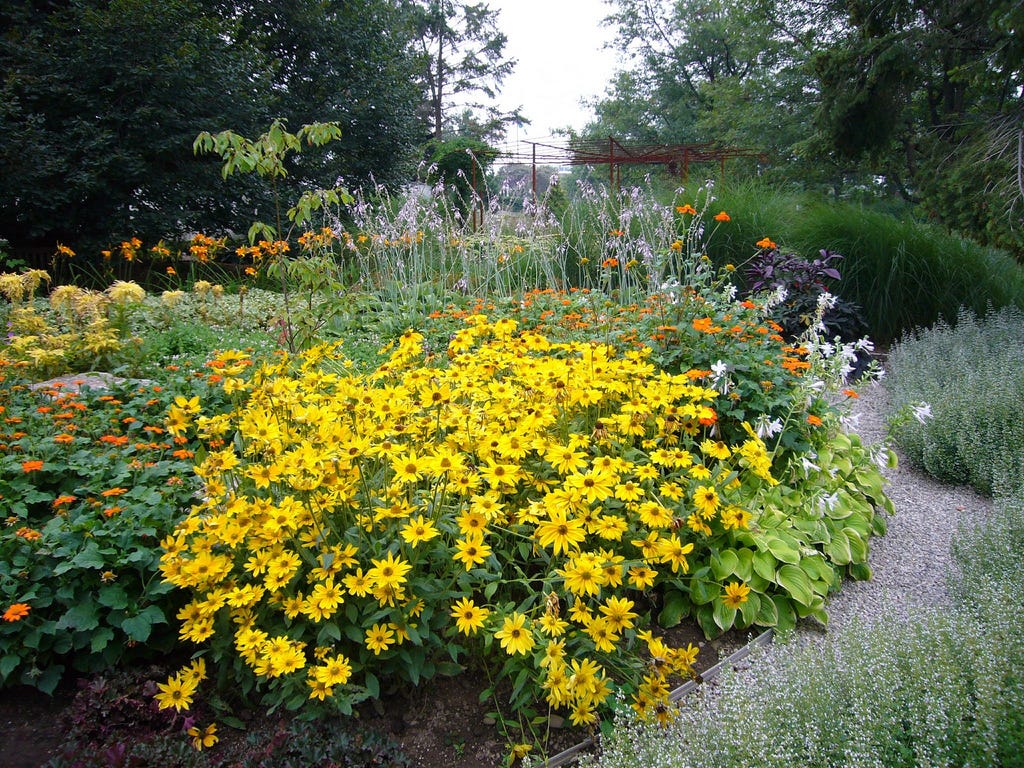 Top 10+ Yellow flowers that look like daisies 3 The big, the bold and the bodacious. Why yellow daisies are the peak of the summer garden