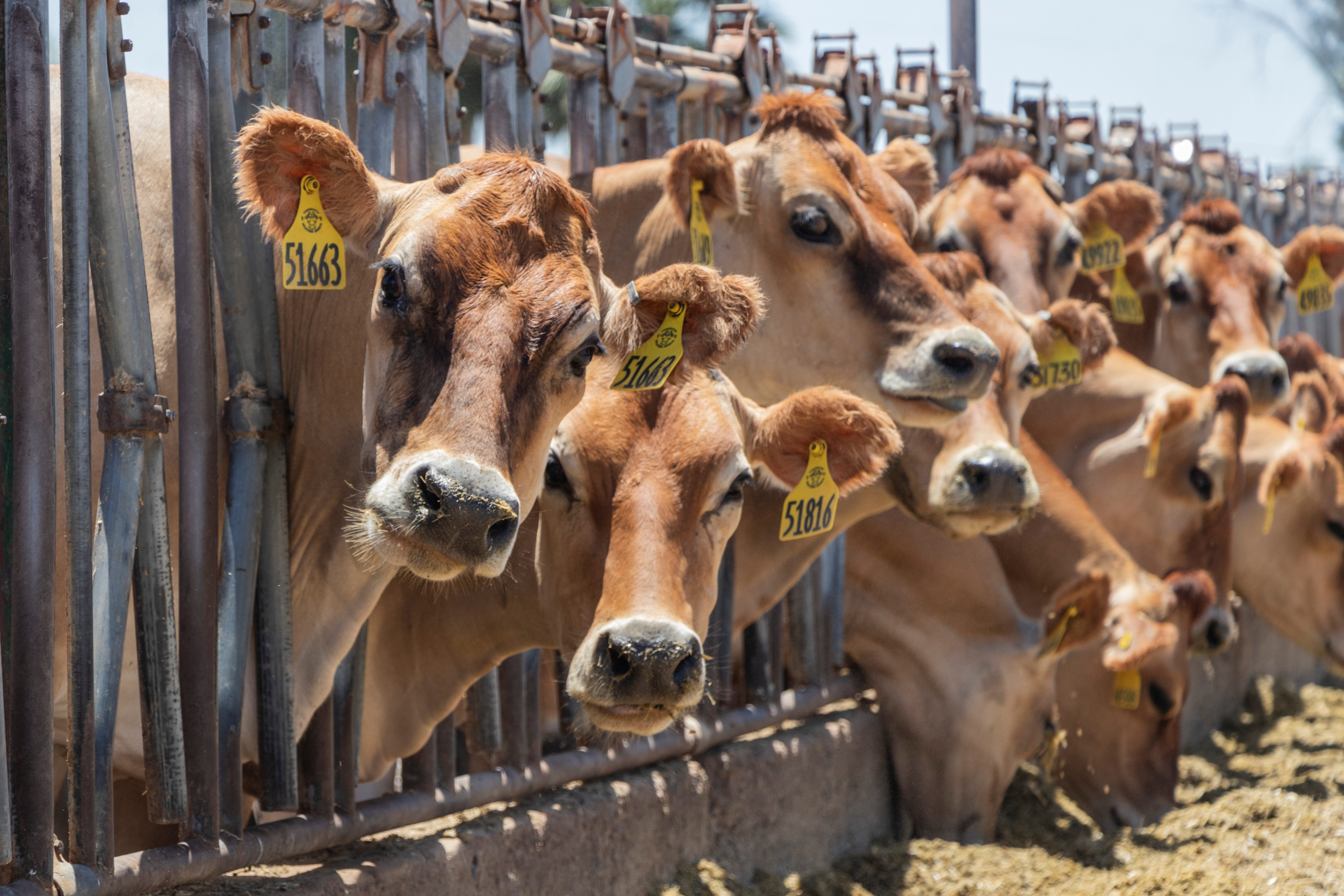 Paul Rovey owns approximately 5,000 dairy cows. His farm in Glendale is bordered by homes and a busy road.