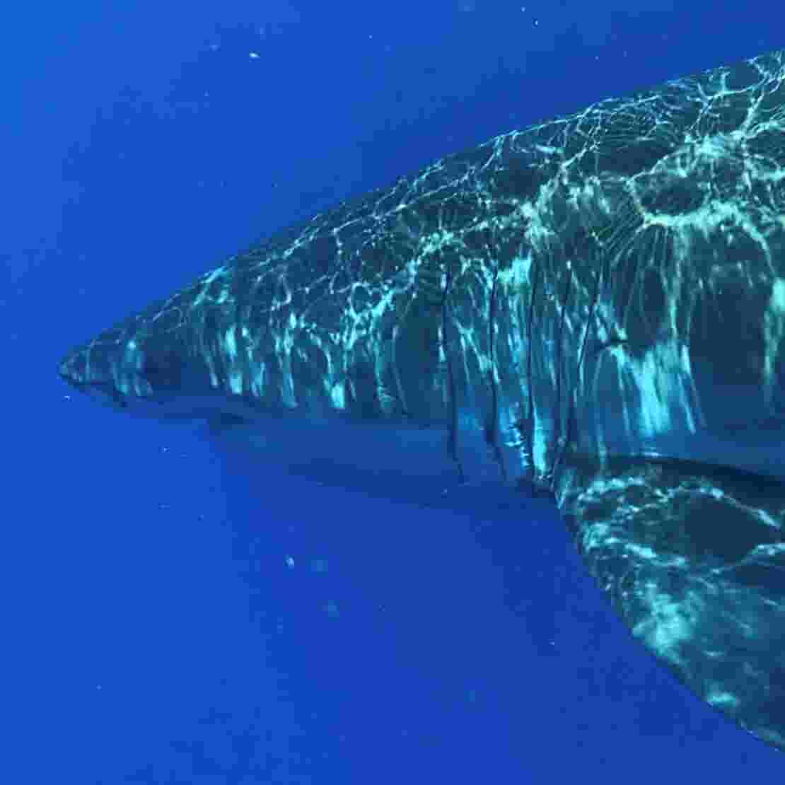 Shark Bites In Volusia New Smyrna Beach Increasing As Summer Wears On