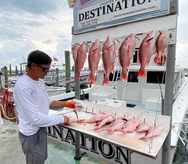Deckhand Justin Taylor on the charter boat Destination with Capt. Stan Phillips cleans up one of the many red snapper catches this past season. Destin charters had 62 days to land snapper.