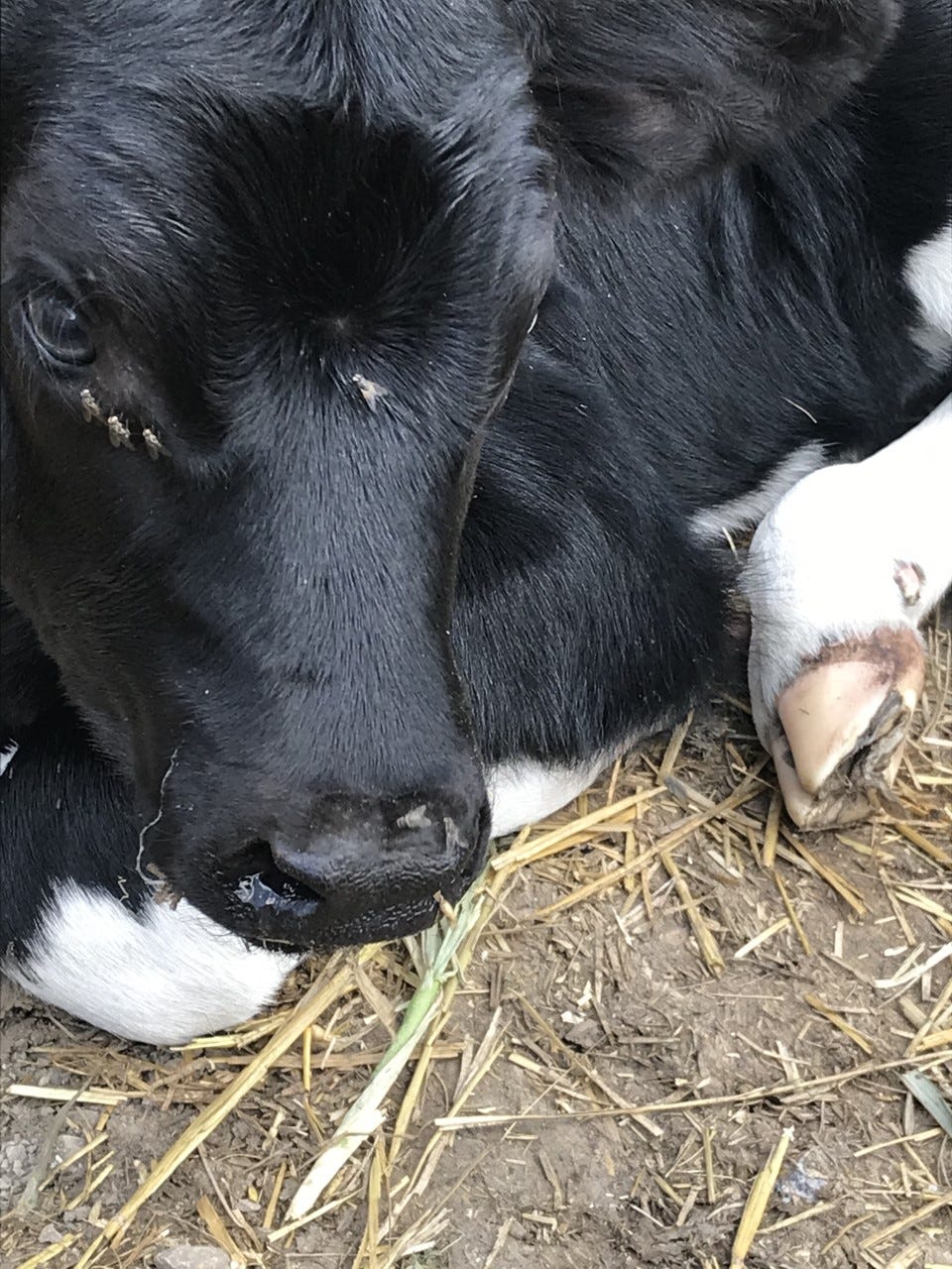 How to manage and prevent summer pink eye in cattle