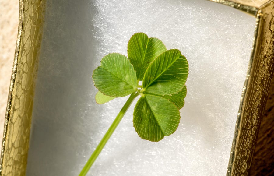 Karen Martos' rare six-leaf clover sits in a small box at her home on Monday, Aug. 3, 2020. Martos has made a habit of looking for the elusive four-leaf clover whenever possible, but she came across one even more unusual in a small patch in her backyard.