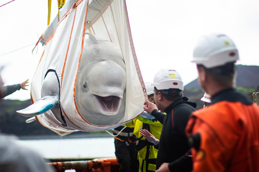 The Sea Life Trust team move Beluga Whale "Little Gray" from a tugboat during a transfer to their new home at the open water sanctuary in Klettsvik Bay in Iceland. The two Beluga whales, named Little Grey and Little White, are being moved to the world's first open-water whale sanctuary after traveling from an aquarium in China 6,000 miles away in June 2019.
