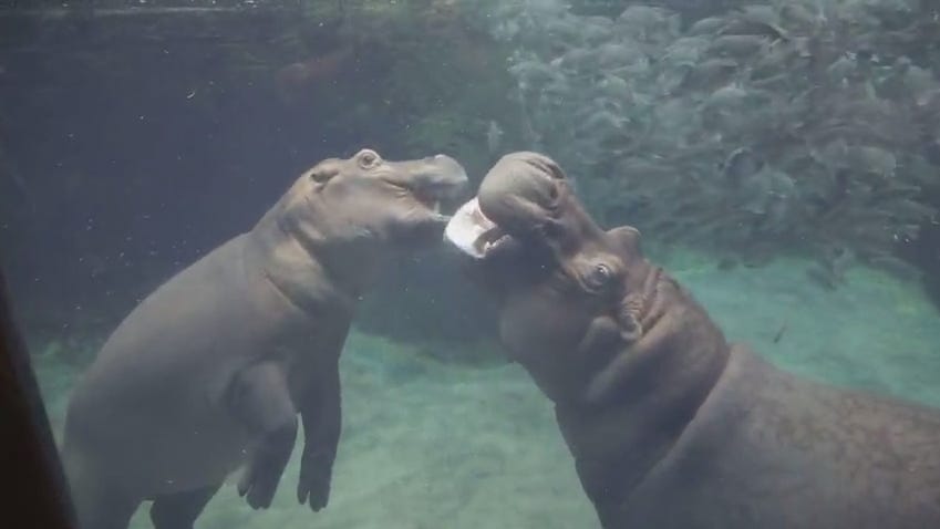 Fiona The Hippo Play Fights With Her Mom At The Cincinnati Zoo Fiona The Hippo Play Fights With Her Mom At The Cincinnati Zoo