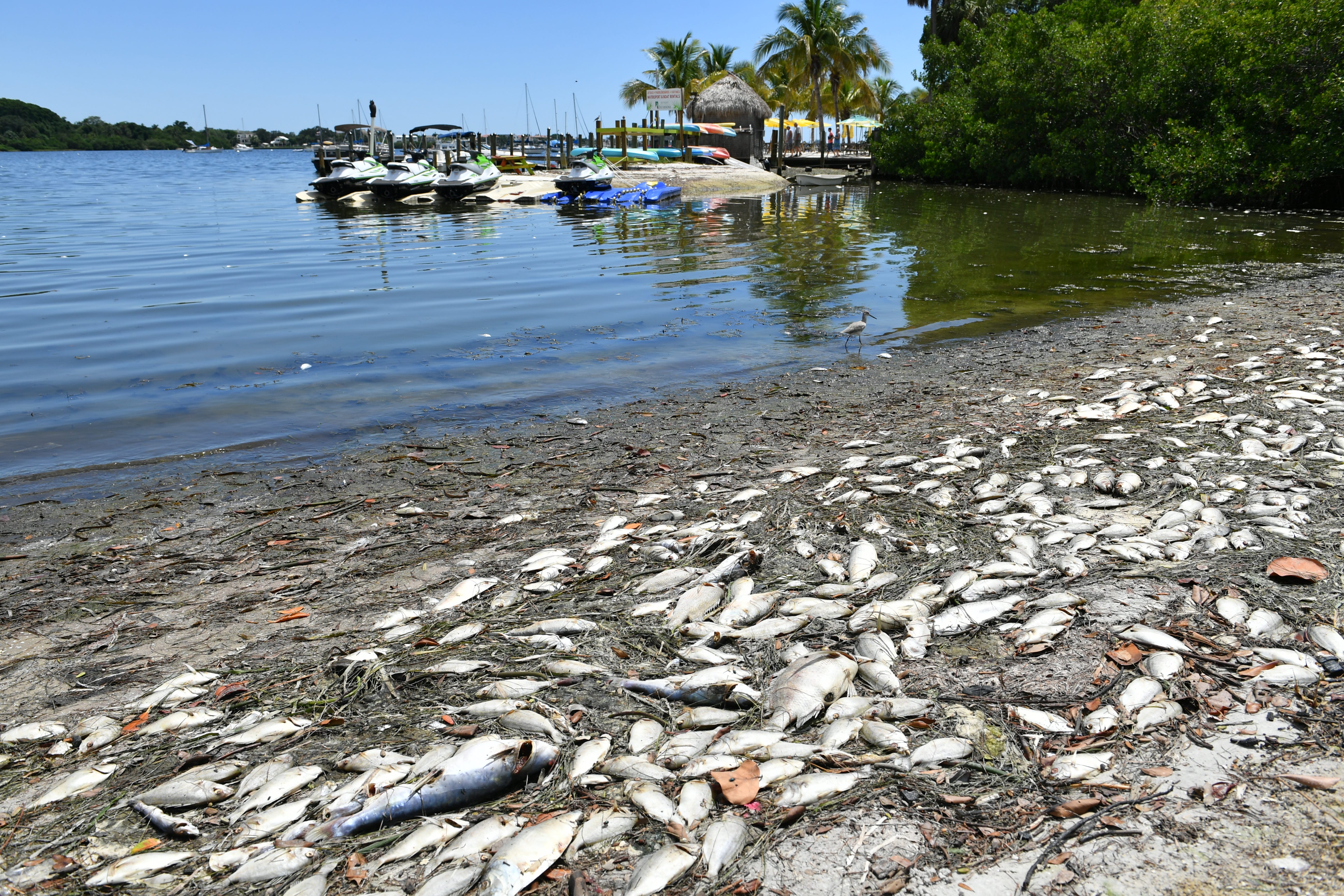 Red tide in lower Tampa Bay, but it may not be due to Piney Point