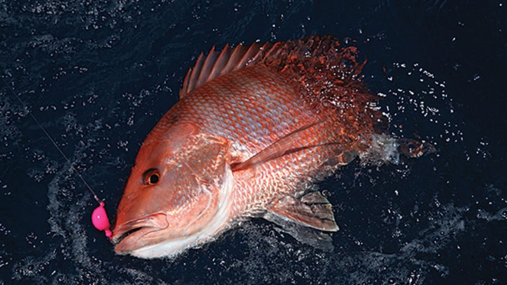 June 17 marks the opening of the 2022 recreational red snapper season June 17 marks the opening of the 2022 recreational red snapper season