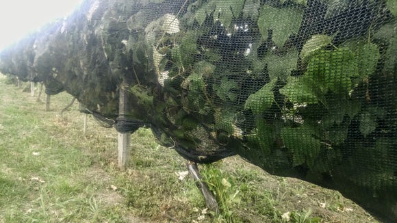 To make sure birds are not able to get up underneath the netting, I like to roll the two sides of the netting together and tie the rolled portion with twine making sure it’s snug around the trunk of the vine.